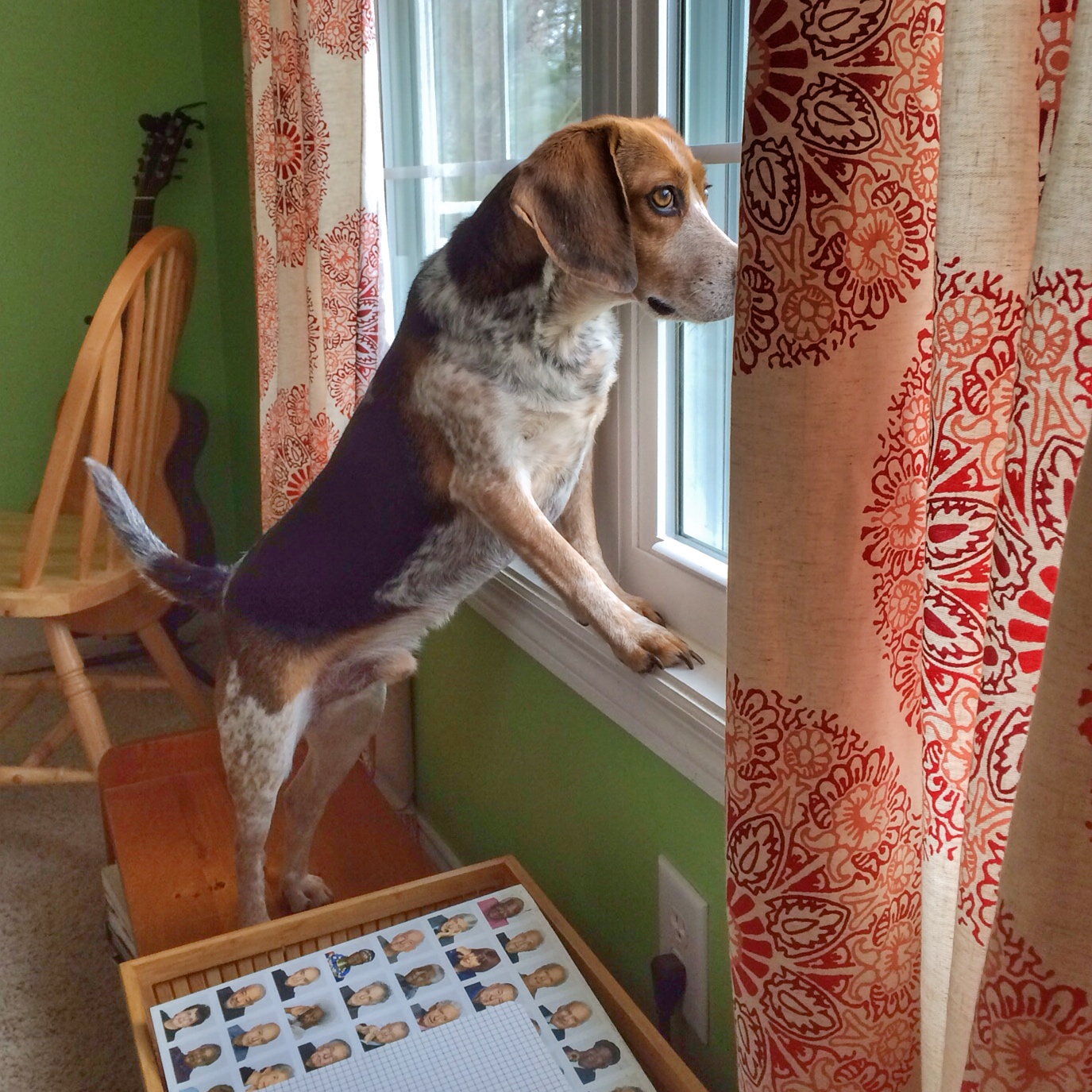 Scanning the neighborhood for kitty kats