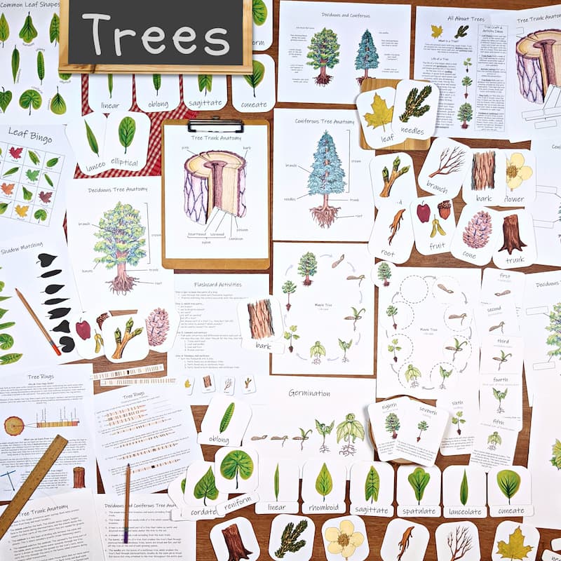 trees unit - printable classroom handouts, worksheets, activity directions, and lesson plan
