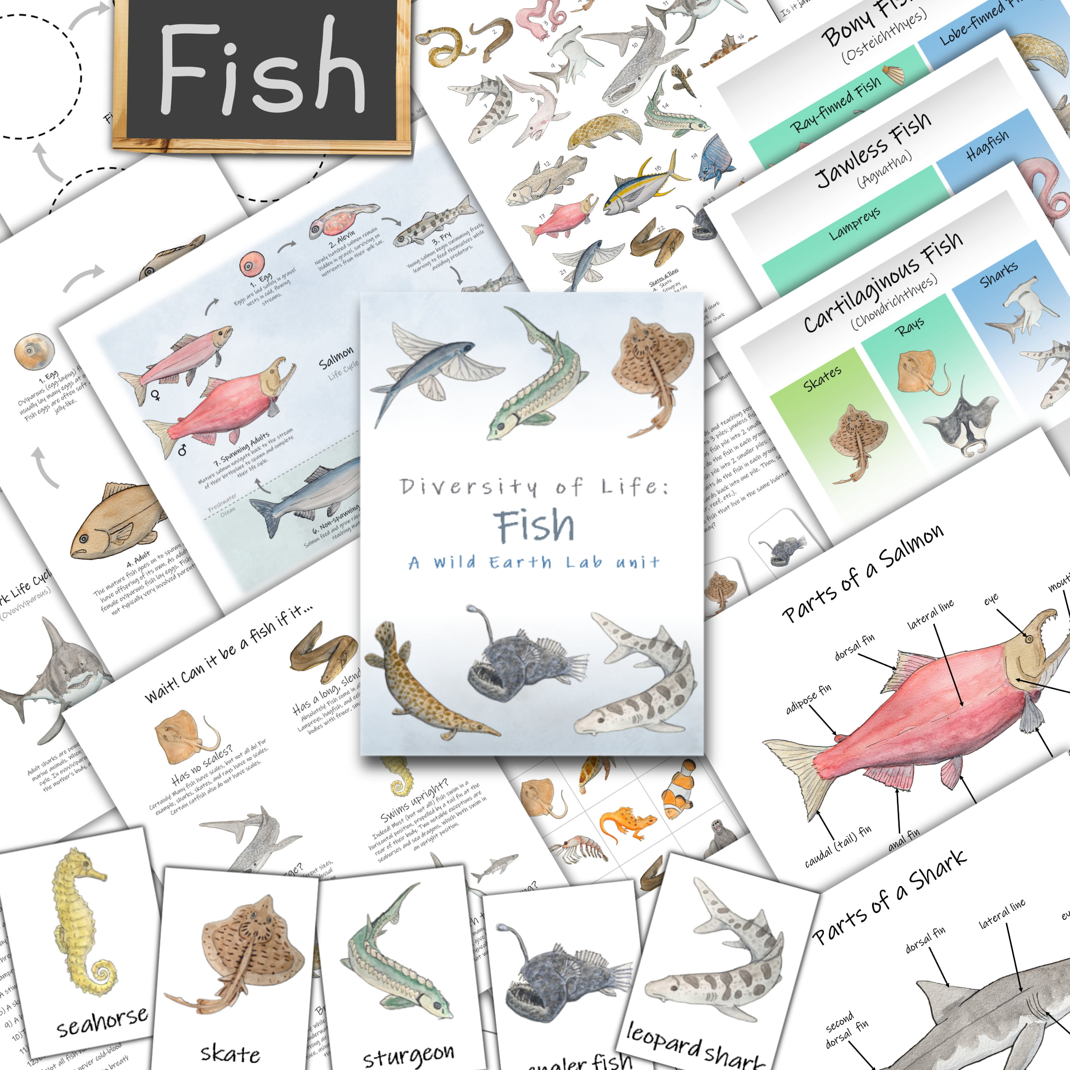 fish unit classroom printable handouts, worksheets, and hands-on activity directions