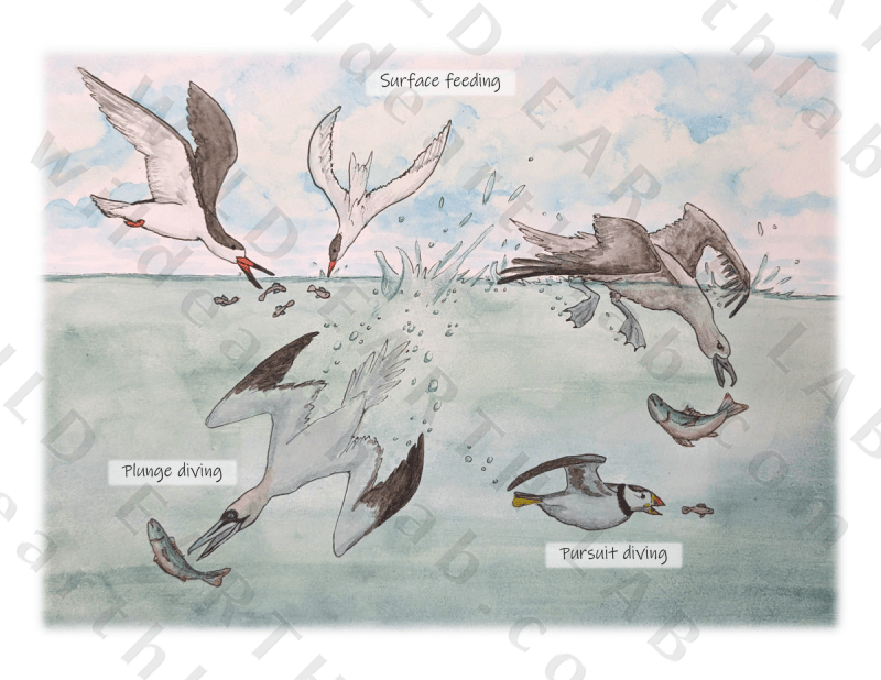 Seabird feeding methods diagram - artwork by WildEarthLab.com