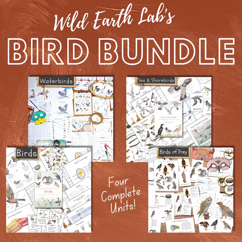 bird bundle classroom printable materials
