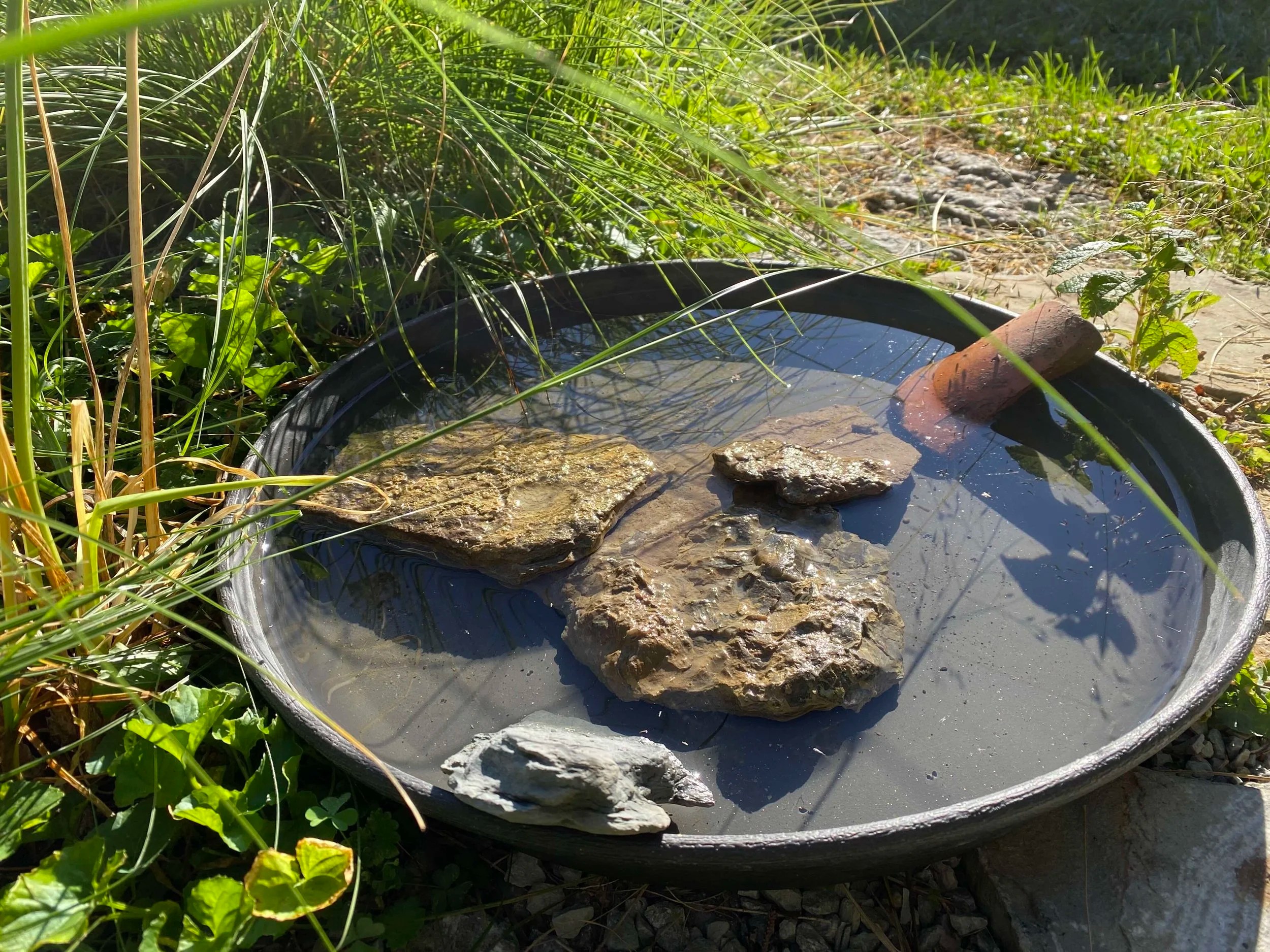  A simple watering dish in the garden for animals big and small.  
