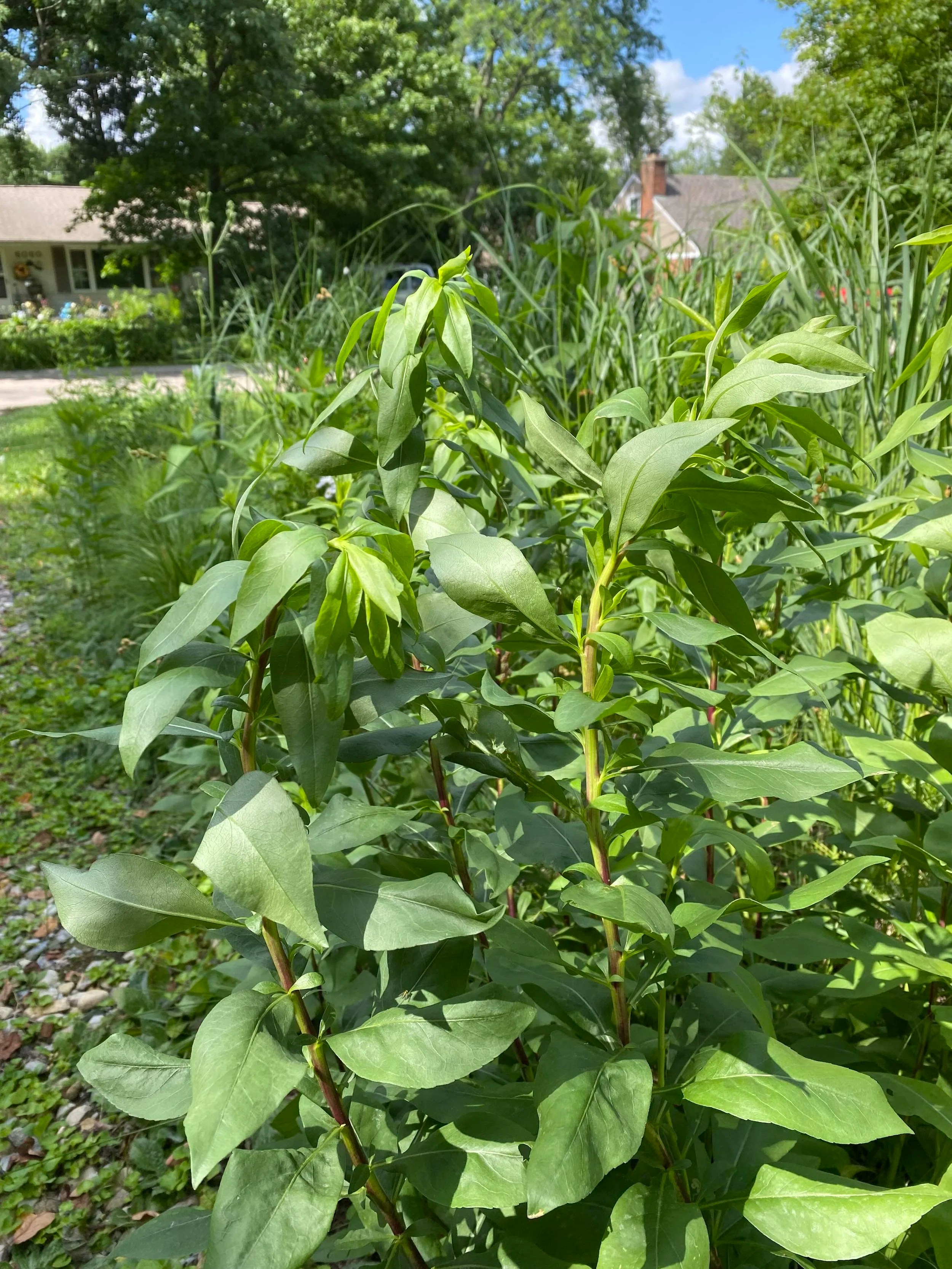 Showy Goldenrod wilting from heat and high humidity.  This plant does not need to be watered. 