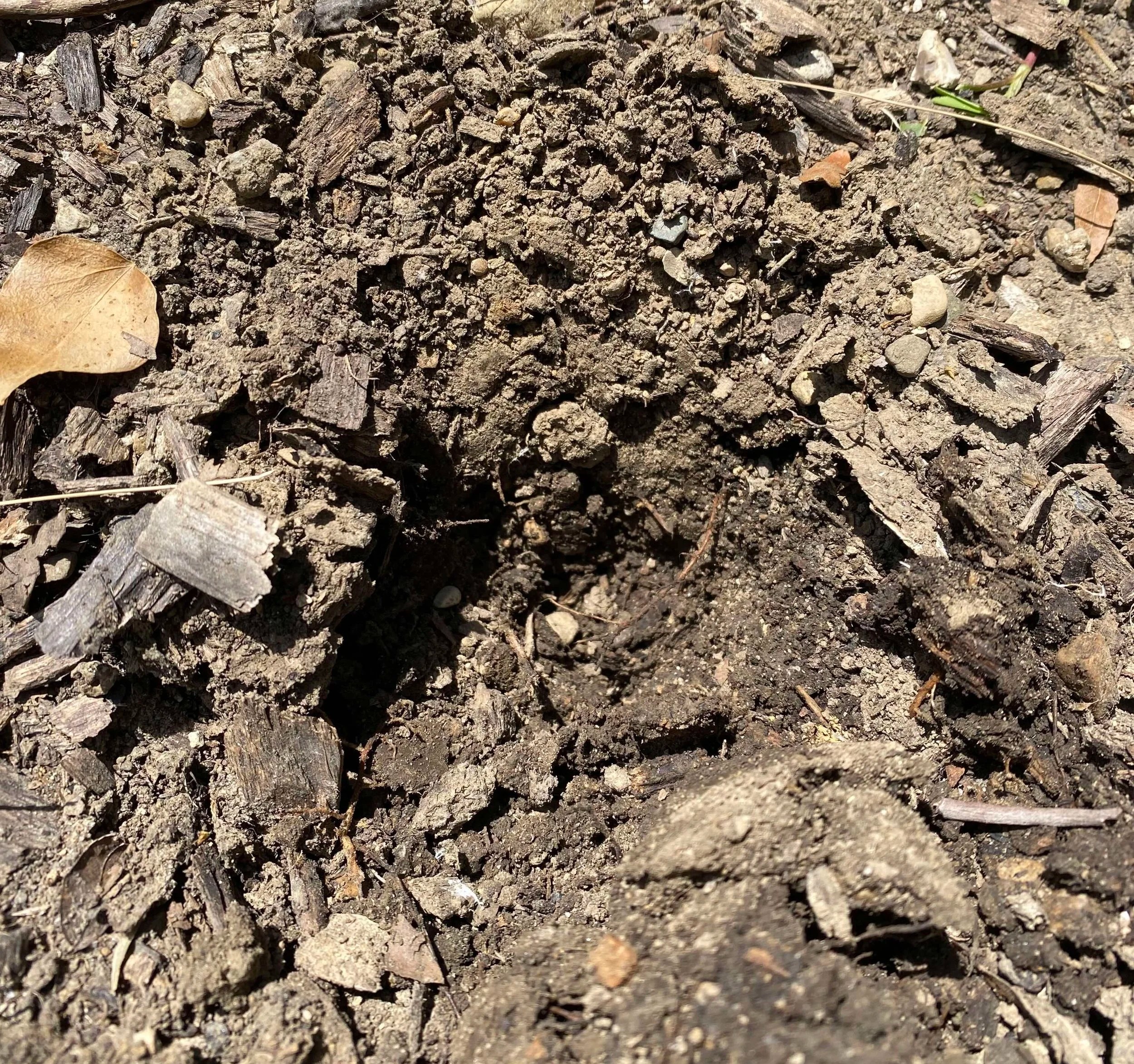  For this garden, the surface soil was dry, but after digging about 1 inch below the surface, there was moisture.  This is right where the roots of the plants are, they have all the moisture they need,  no need to water .&nbsp;  