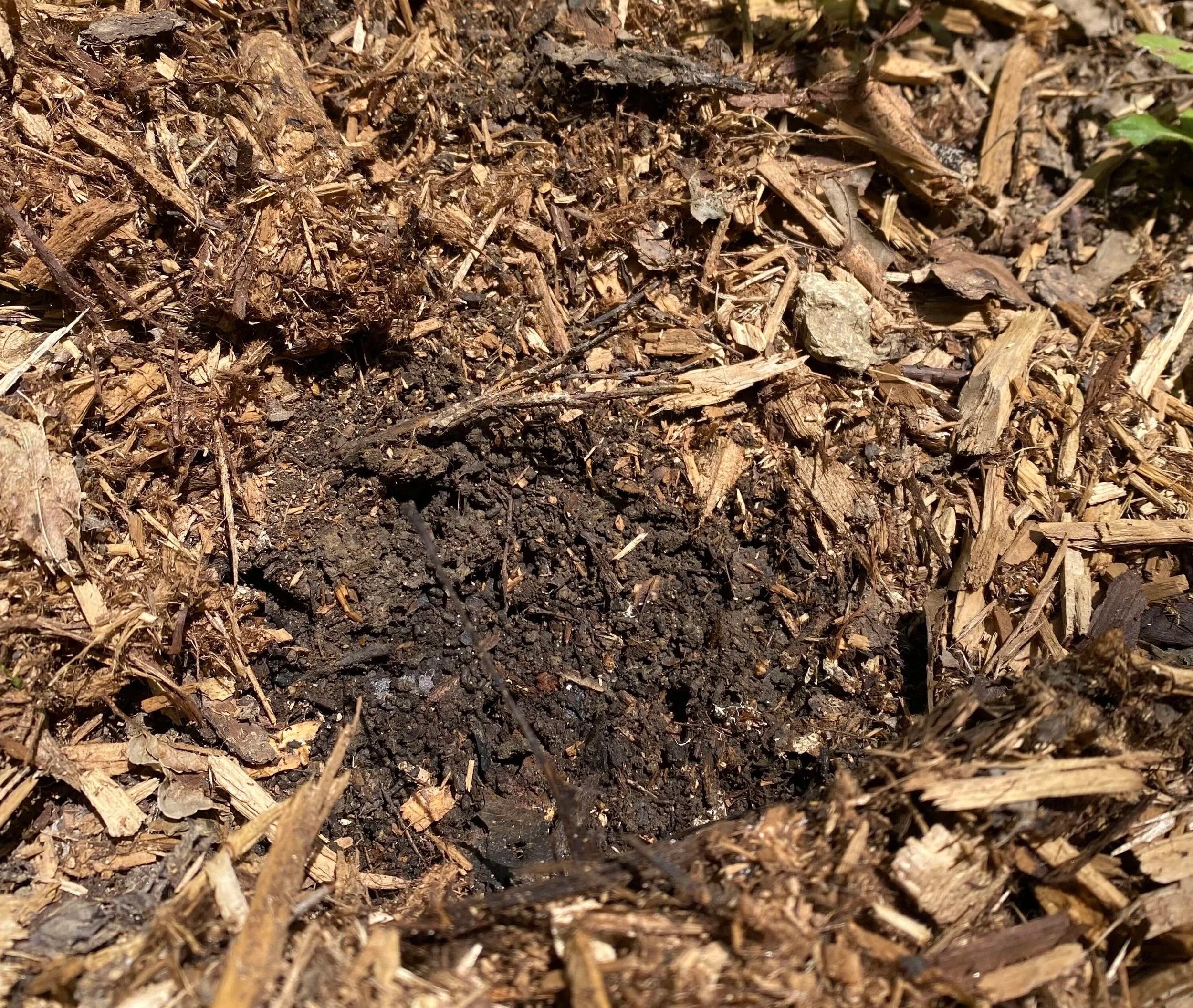  For this garden, the soil was moist right below the mulch.&nbsp; Watering is not necessary.&nbsp; Replace the mulch, get yourself a cold beverage and some shade.&nbsp; 