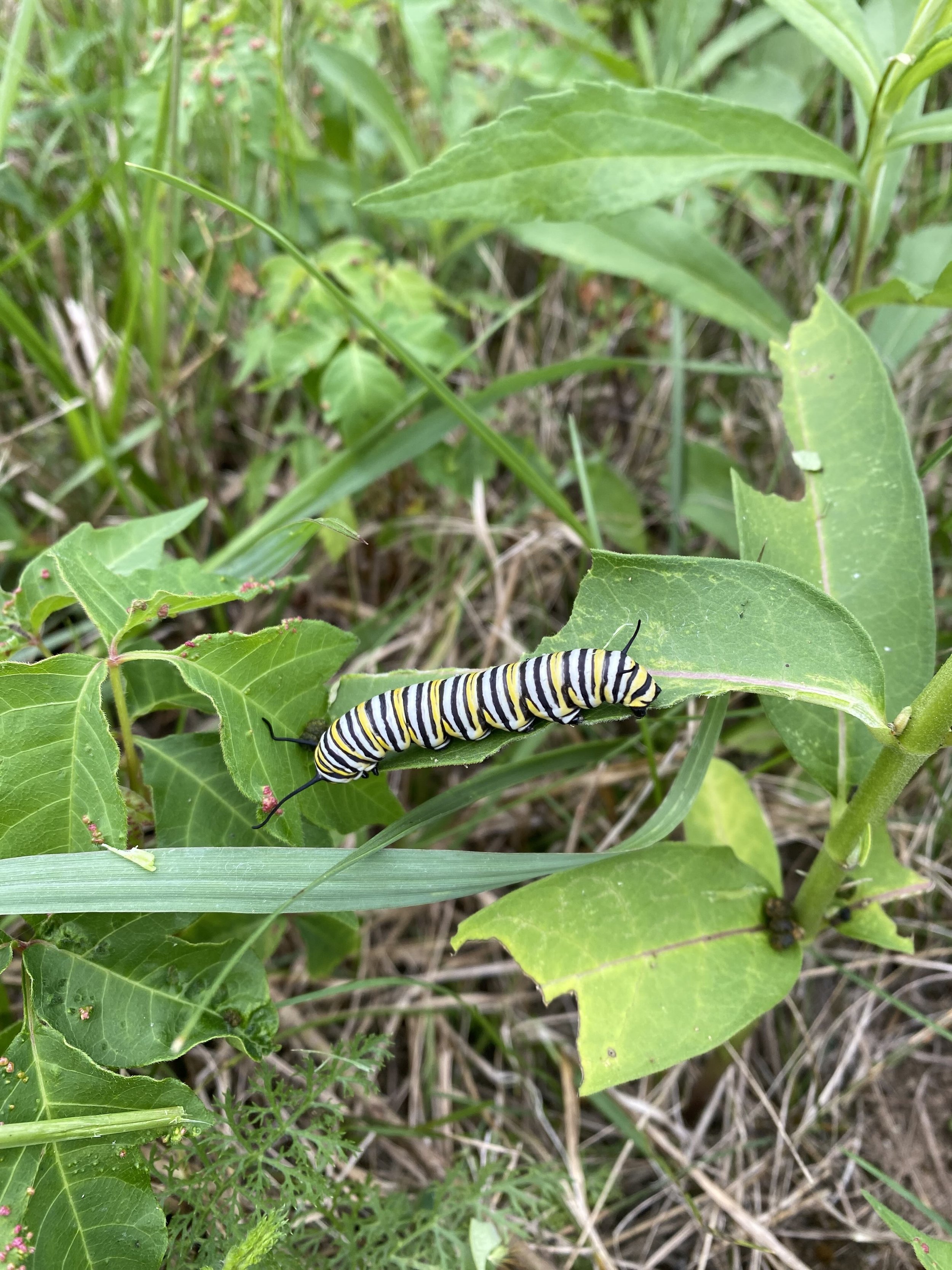  A Monarch caterpillar eating a milkweed leaf. 