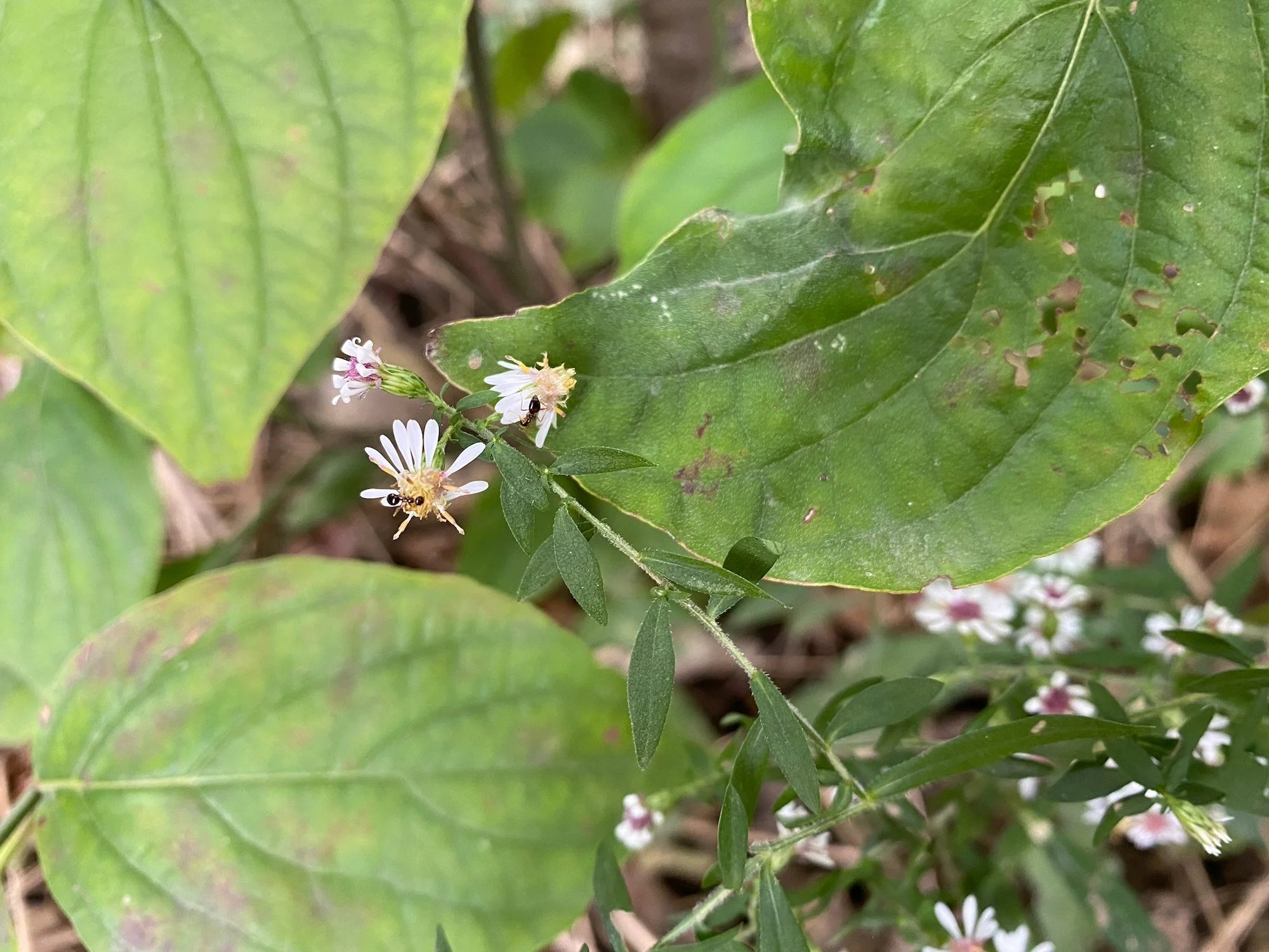 Ants visit calico aster blooms for nectar and pollen.