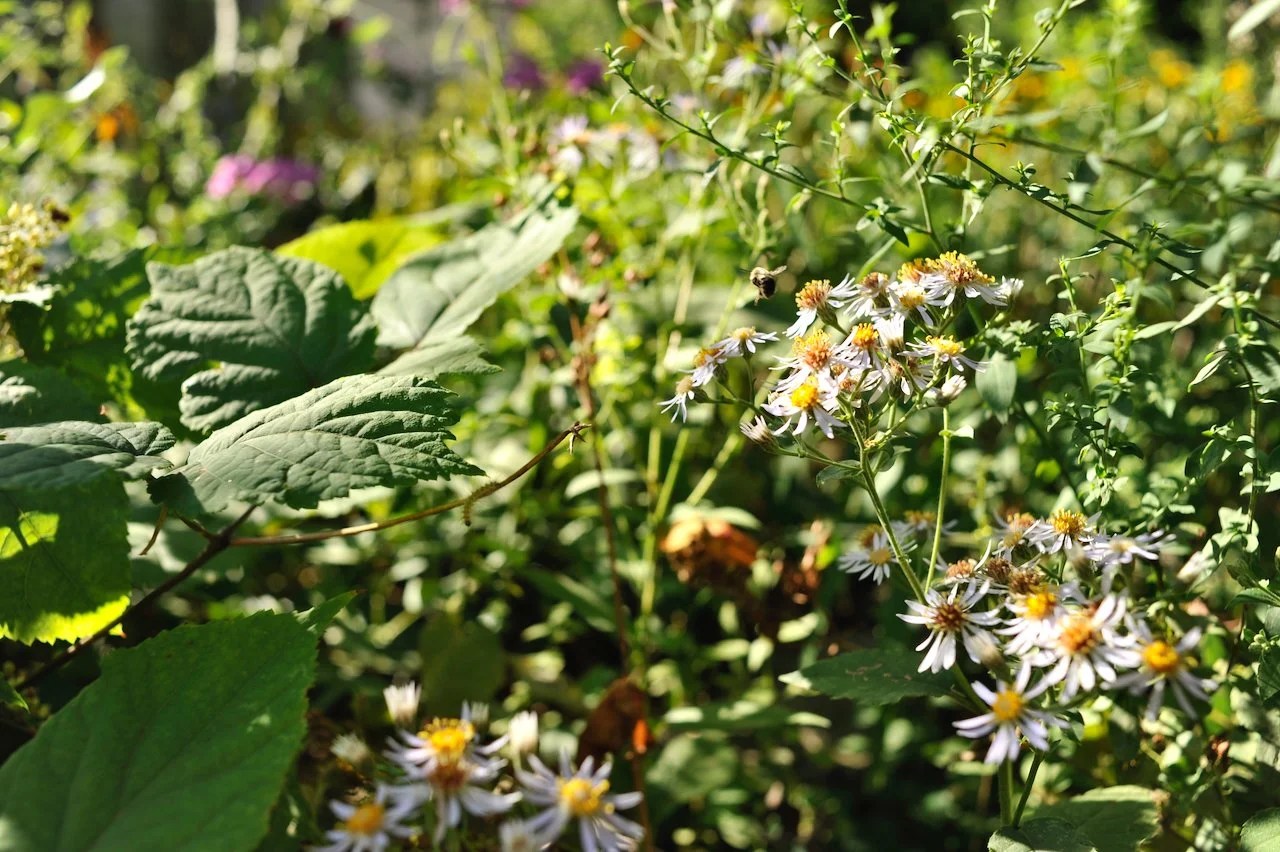 A bumble bee alights from heart leaved aster flowers in a garden, a caterpillar hangs from a stem.
