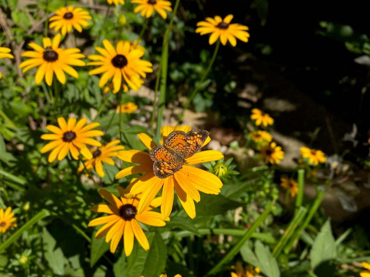 A silvery checkerspot butterfly visits a black-eyed Susan, a plant they use a host when caterpillars.