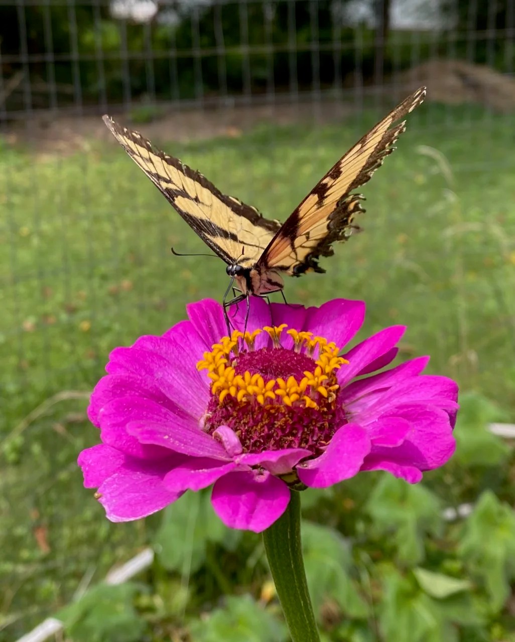 An eastern tiger swallowtail butterfly on a zinnia flower, they are vulnerable to mosquito fogging.