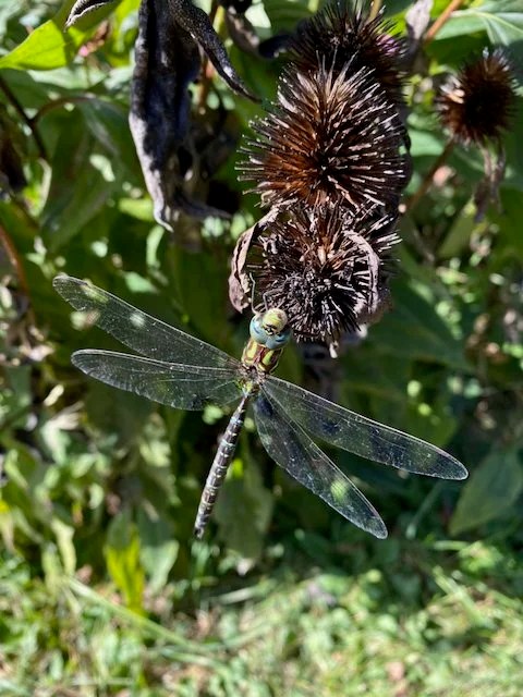 A dragonflies have a voracious appetite for mosquitoes, snatching them from the air.