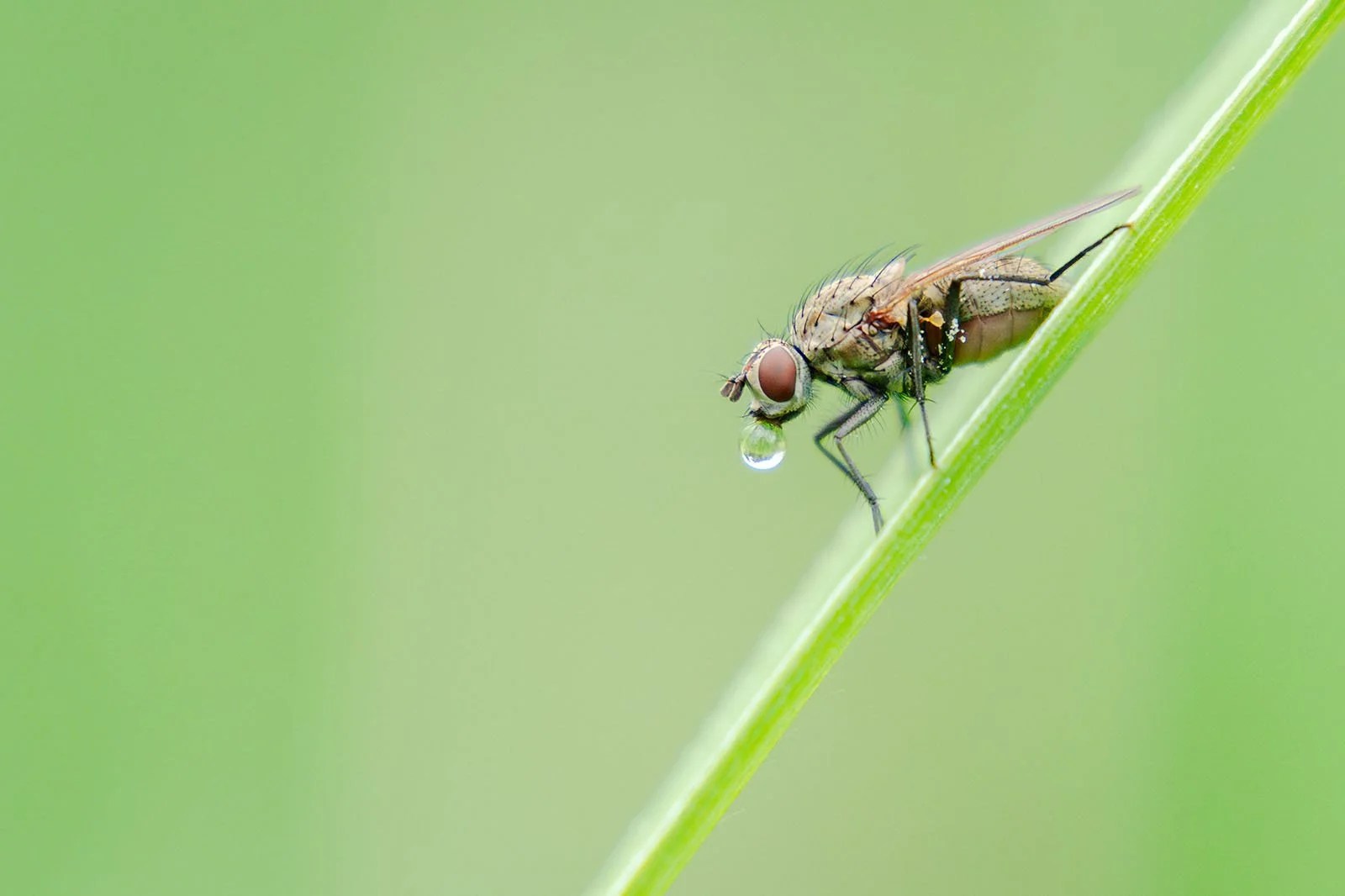 Blumenfliege (Anthomyiidae) mit Wassertropfen am Rüssel auf einem Grashalm vor grünem Bokeh