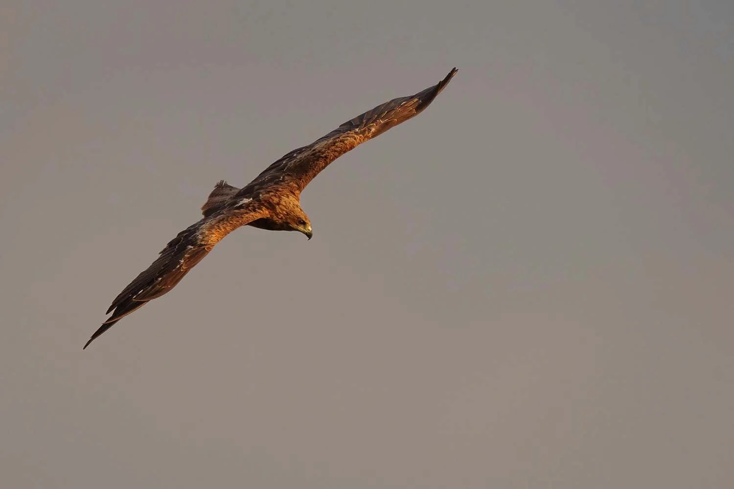 Black-eared Kite gliding with lowered head against a hazy grey sky