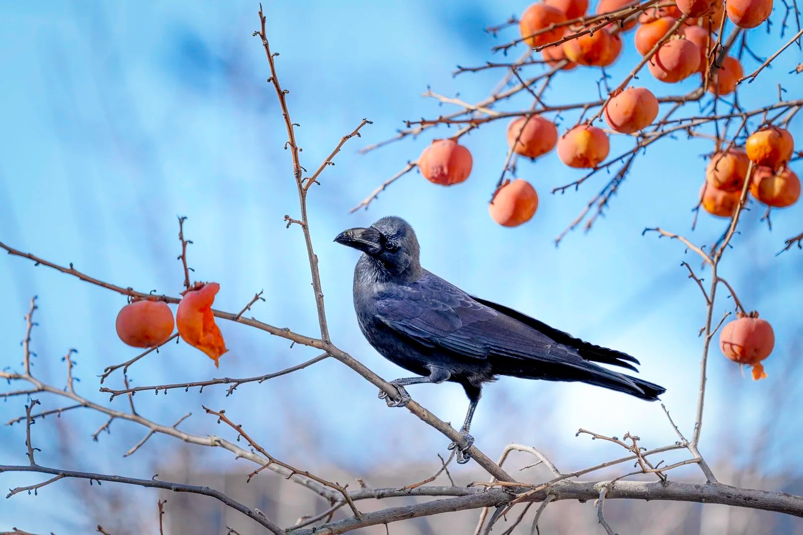 Large-billed Crow (Corvus macrorhynchos) perched in a leafless persimmon tree with pecked orange fruit