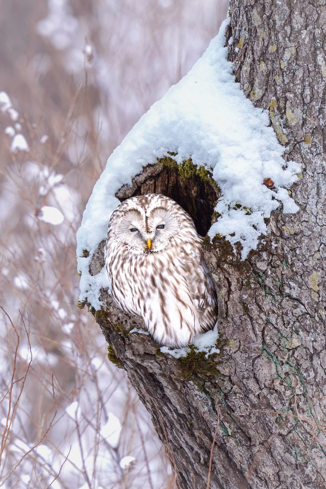 Ezo owl (Strix uralensis japonica) in a snow-covered tree hollow before bare winter woods