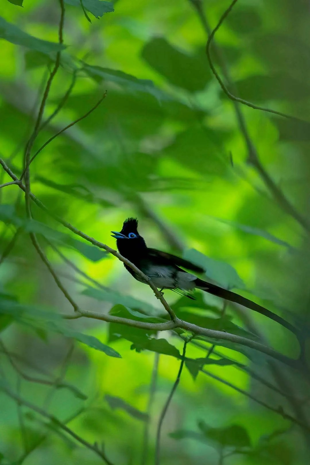 Black paradise flycatcher with raised crest in shaded foliage.