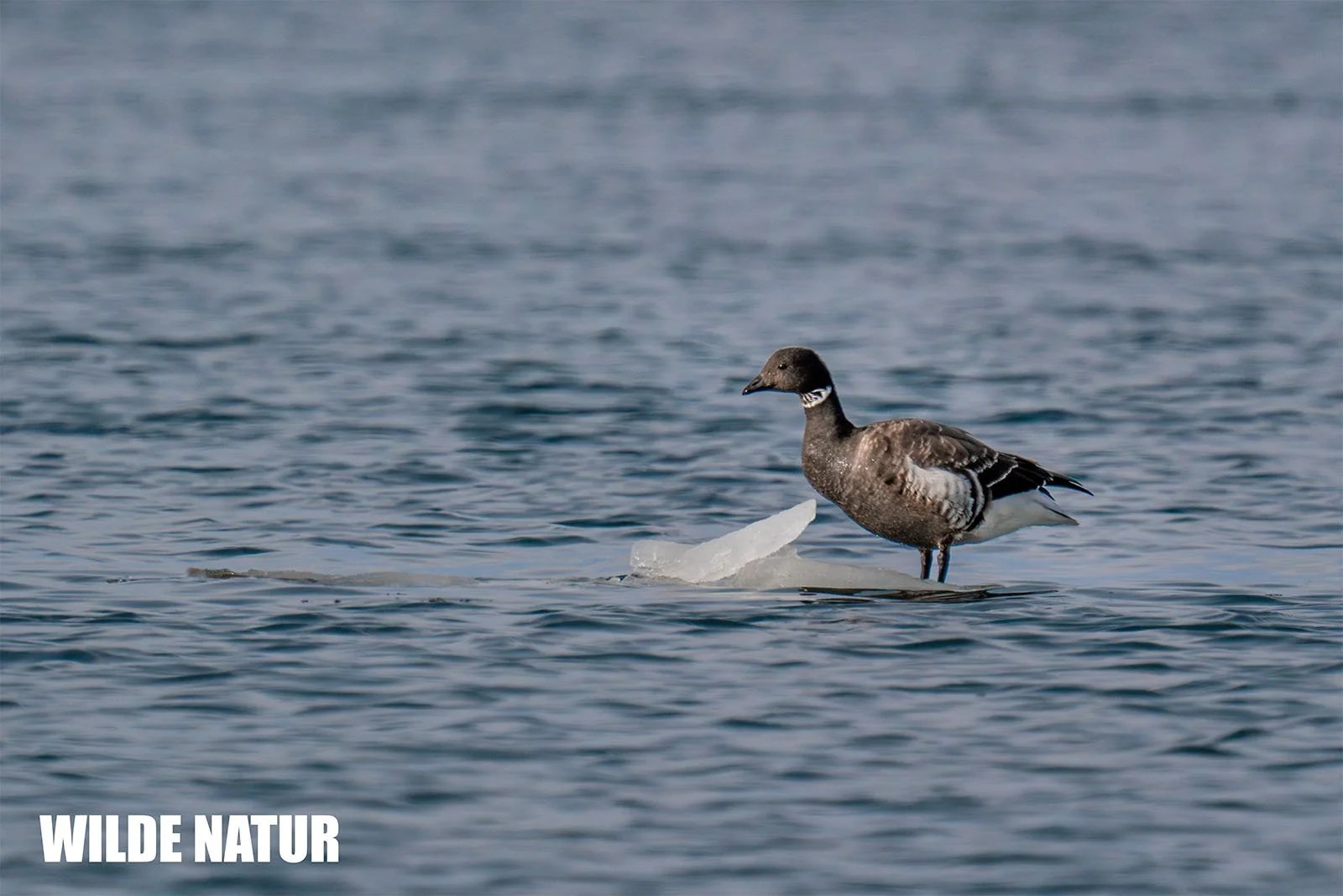 Brent Goose (Branta bernicla)