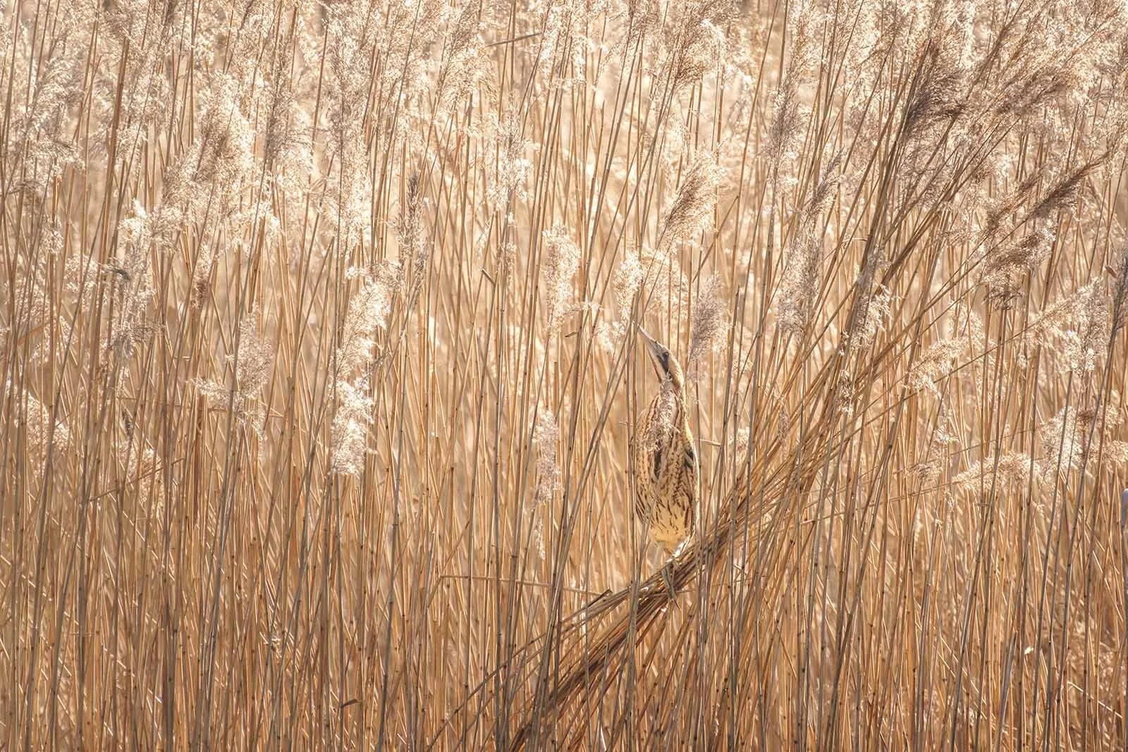 Rohrdommel tarnt sich mit gestrecktem Hals im goldenen Schilf.