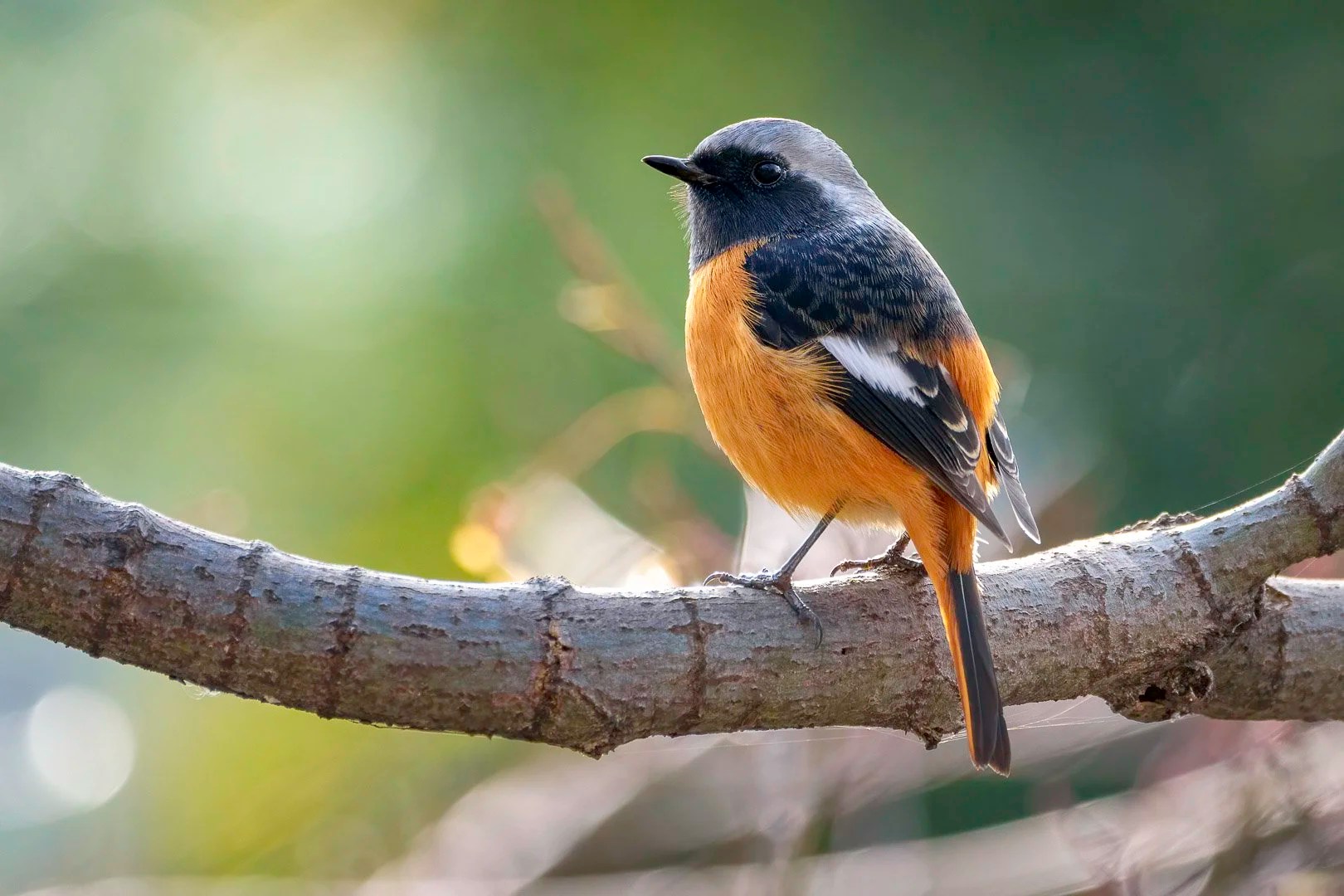 Daurian Redstart with grey head and orange chest perched on a bare branch.