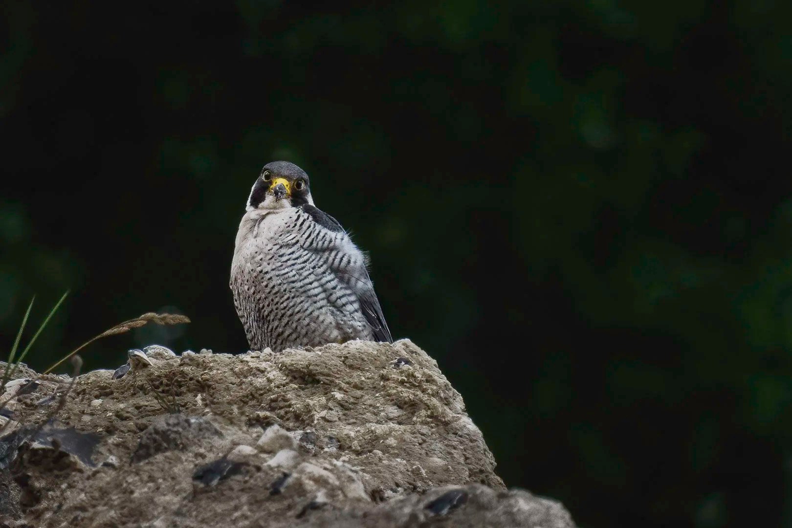 Wanderfalke (Falco peregrinus) sitzt auf einem Felsvorsprung, Nürnberg.