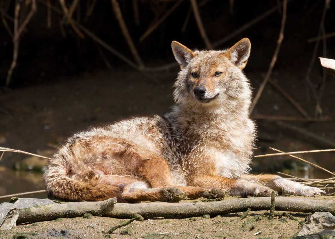 The return of the Golden Jackal