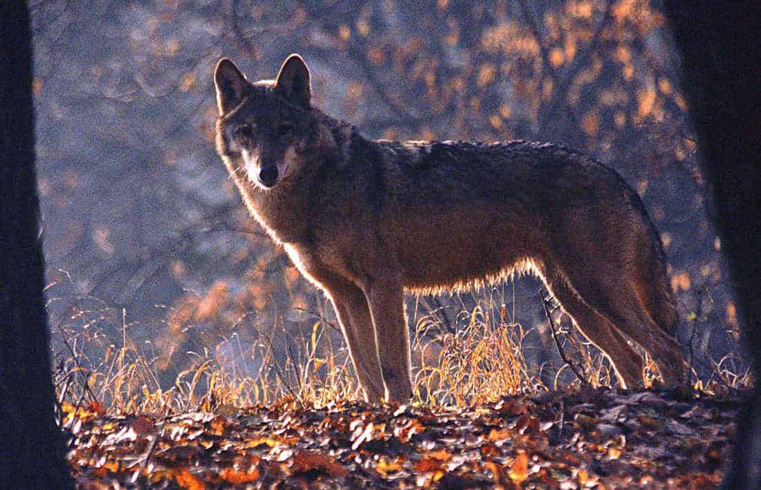 Wolf