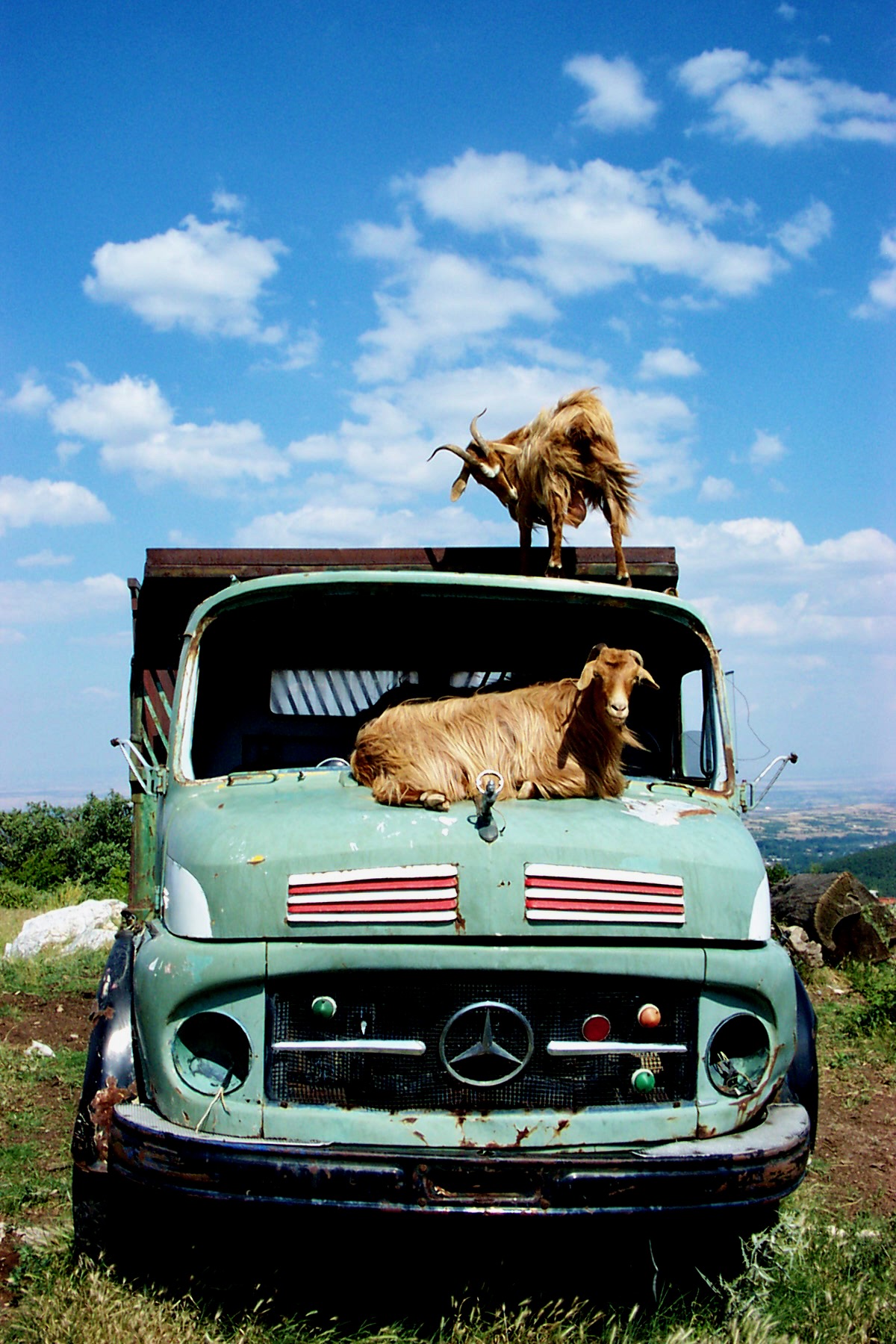 The Dairy Nation of Greece—Goat-Powered Since Forever