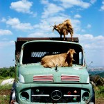 The Dairy Nation of Greece—Goat-Powered Since Forever