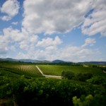 The Wine That Led Us to Kir-Yianni