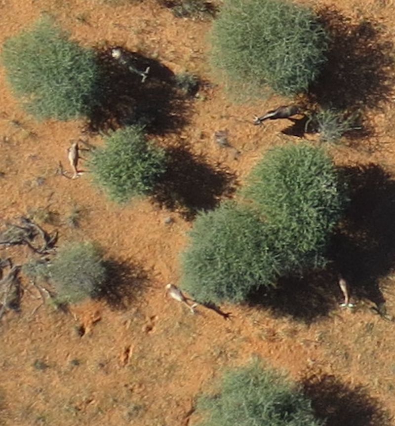 Wild Intelligence Lab - Premium Sunset Pattern Gallery - High Resolution