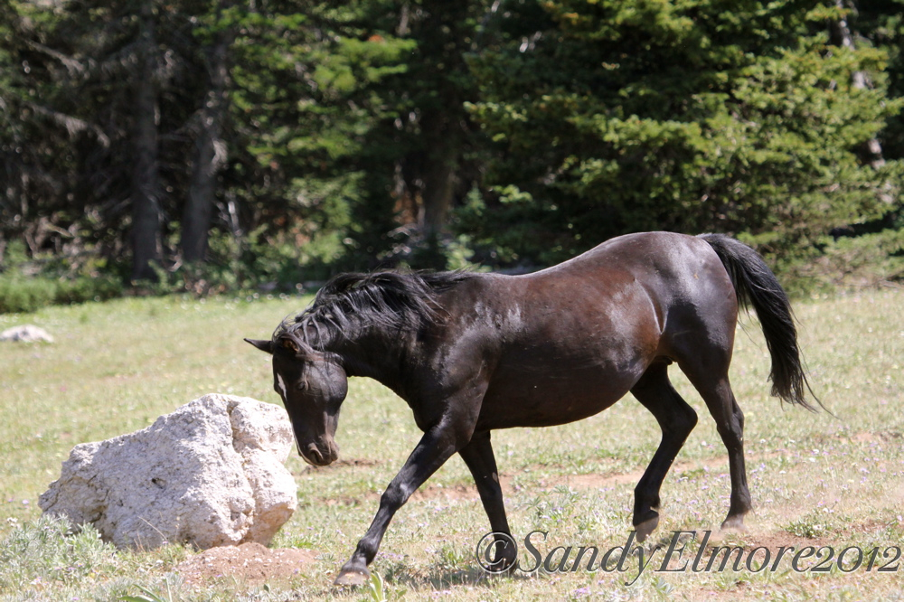 Mountain Top Update, Day 2, July 31, 2012 A Quiet Day Wild in the Pryors