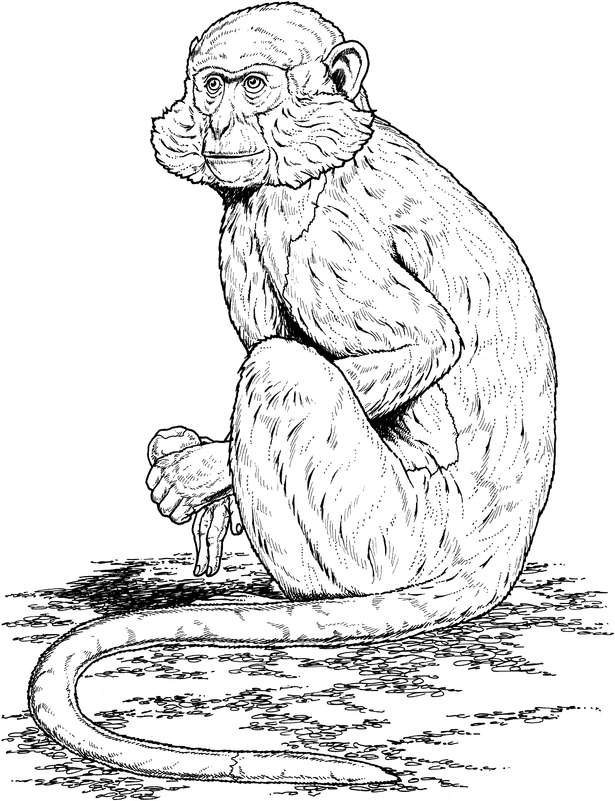 Free Monkey Coloring Pages