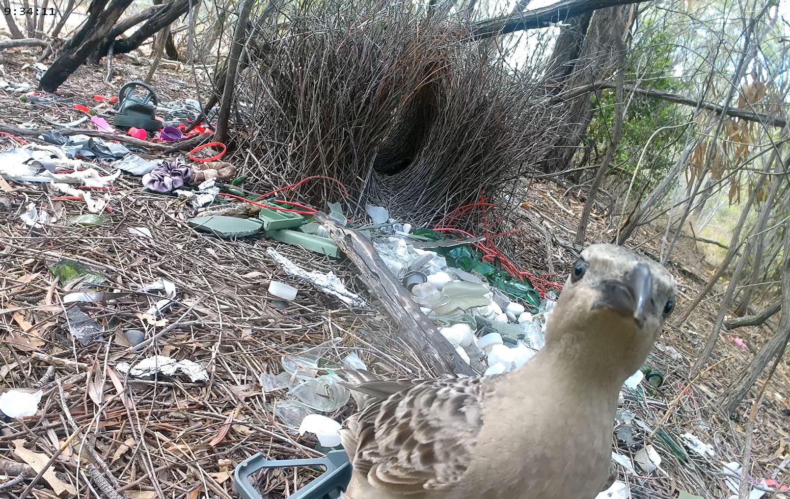 Bowerbirds' Unique Decor: From Nature's Treasures to Human Trash (2026)