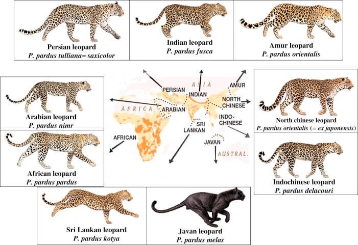 Leopard vs cheetah vs jaguar vs panther