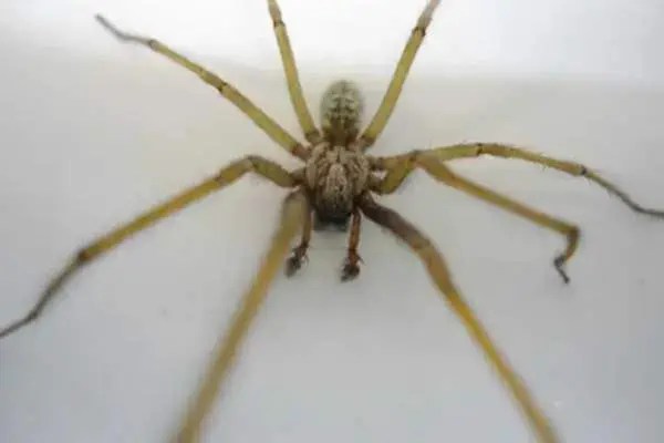 10 common spiders in pennsylvania (pictures)