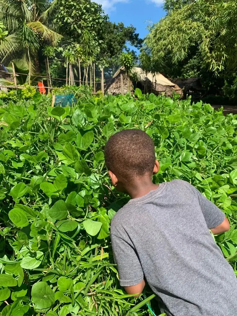 Farming sakondry on pole bean plants