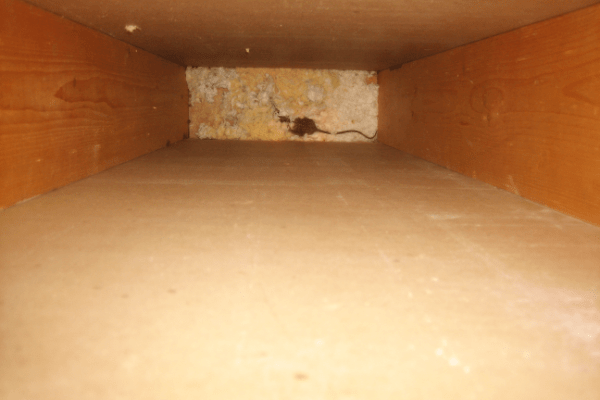 How to get rats out of your walls