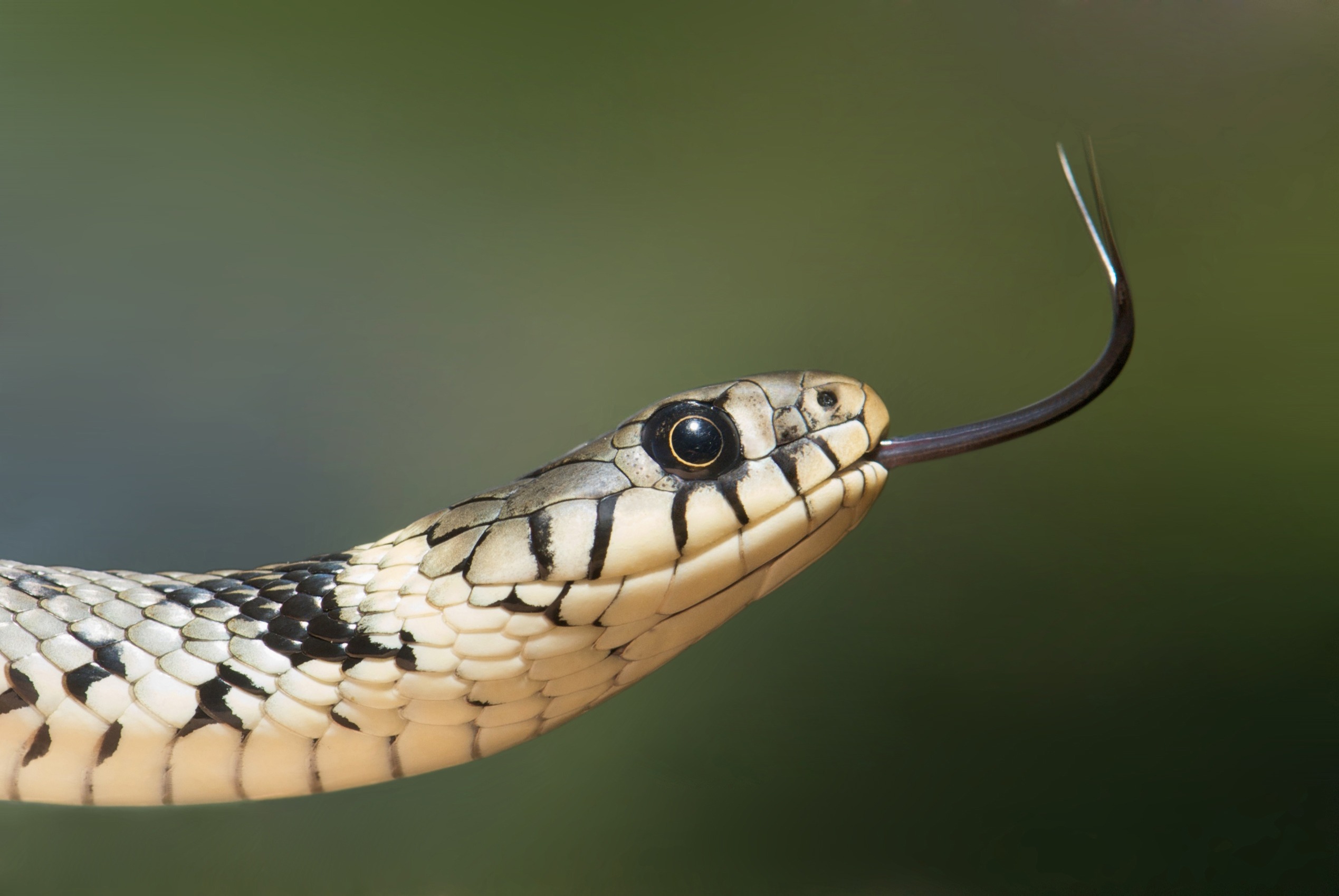 White and black snake with black tongue