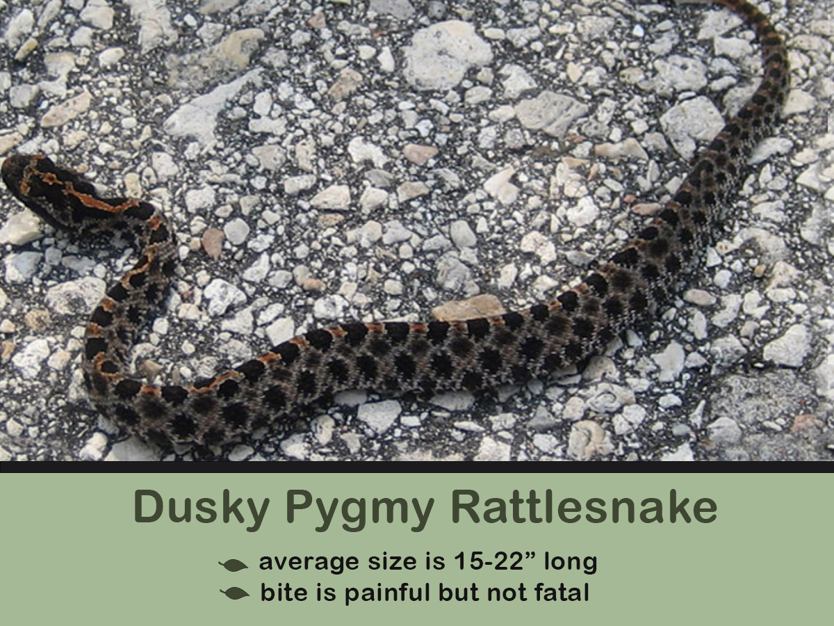 Pygmy-Rattlesnake