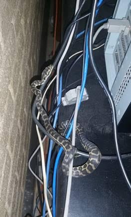 python