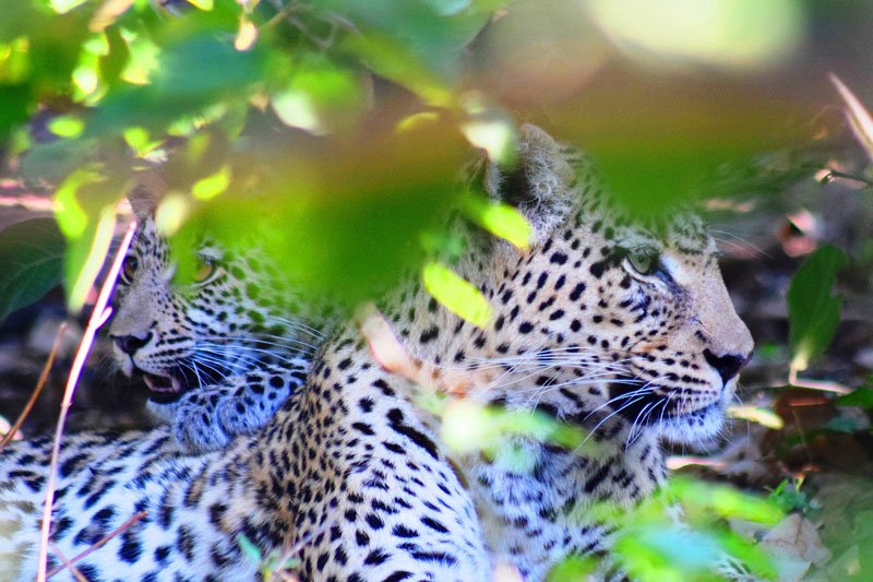 African Wildlife The Big Five Wildmoz Magazine