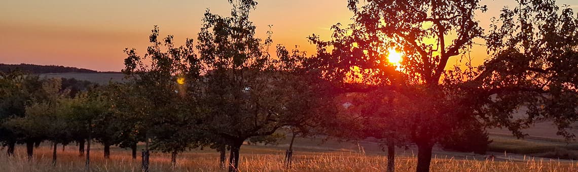 Symbol für meinen Rückblick August - Sonnenuntergang, Obstbaumwiese, weiter Blick