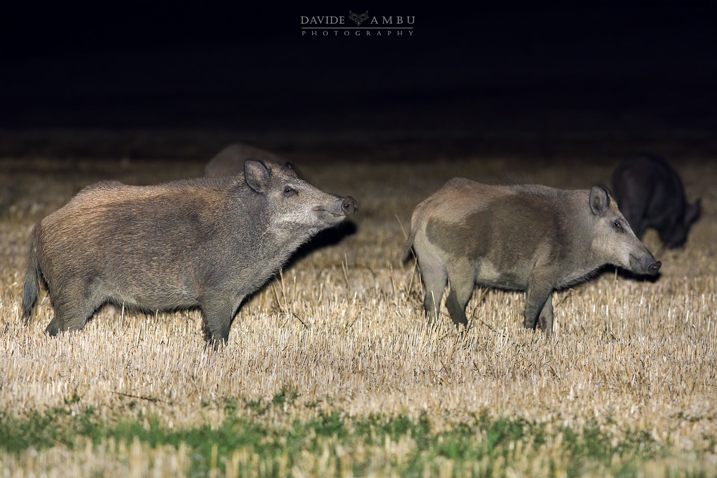 Cinghiale