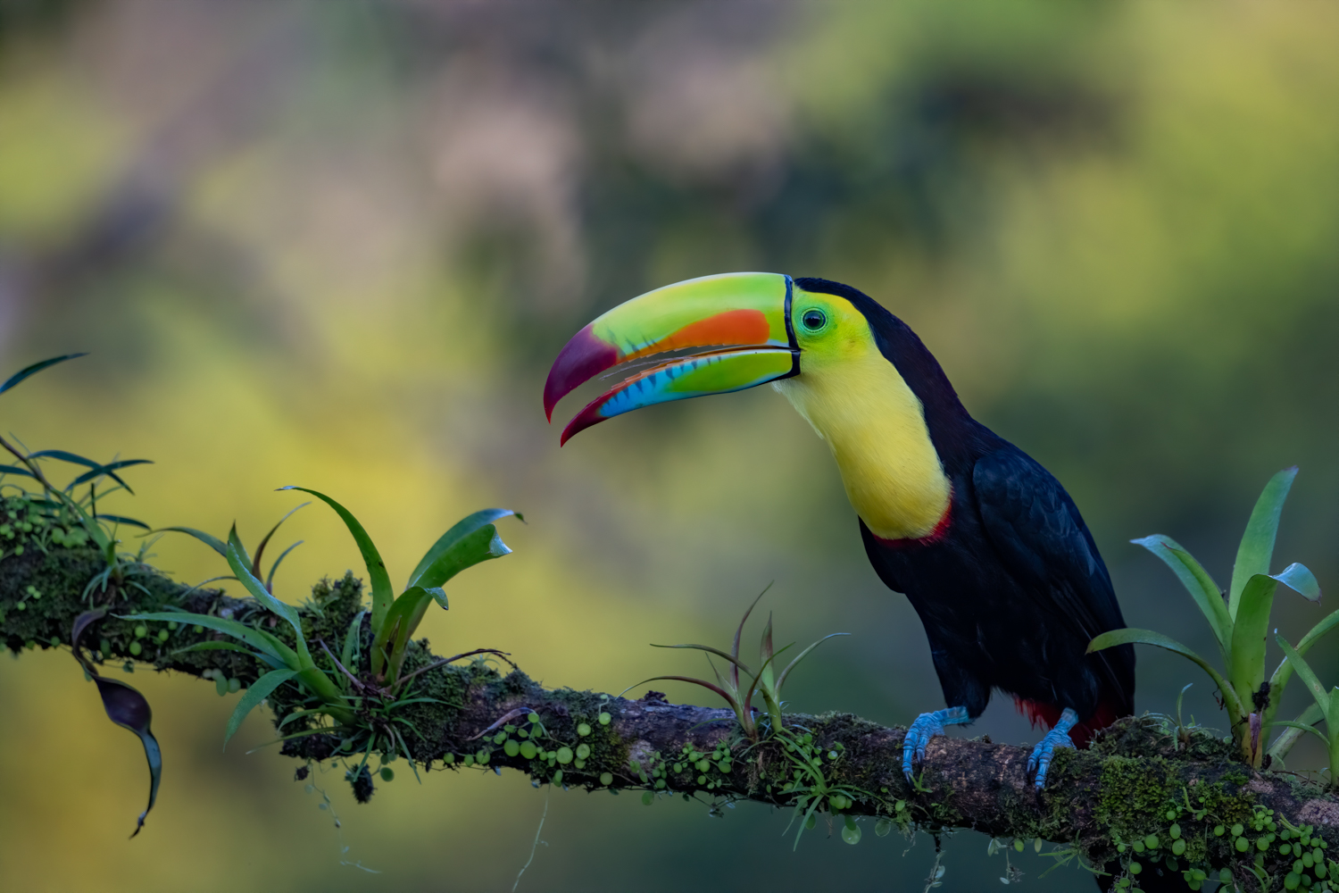 Costa Rica
