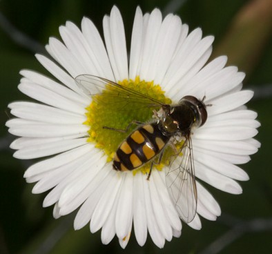 hoverfly
