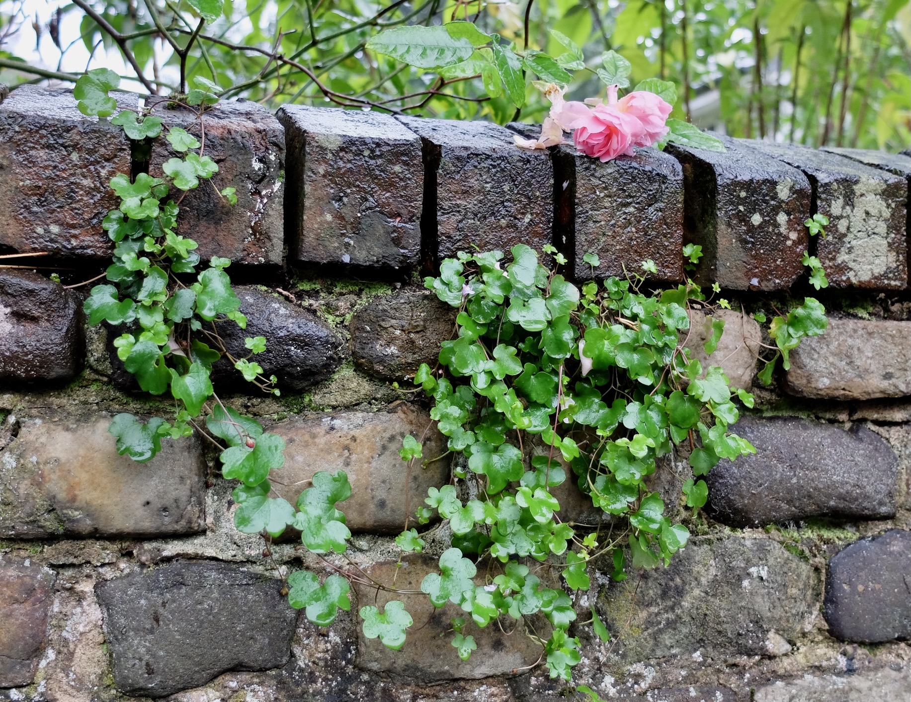 A pink rose atop an ancient stone wall in Guildford, England.