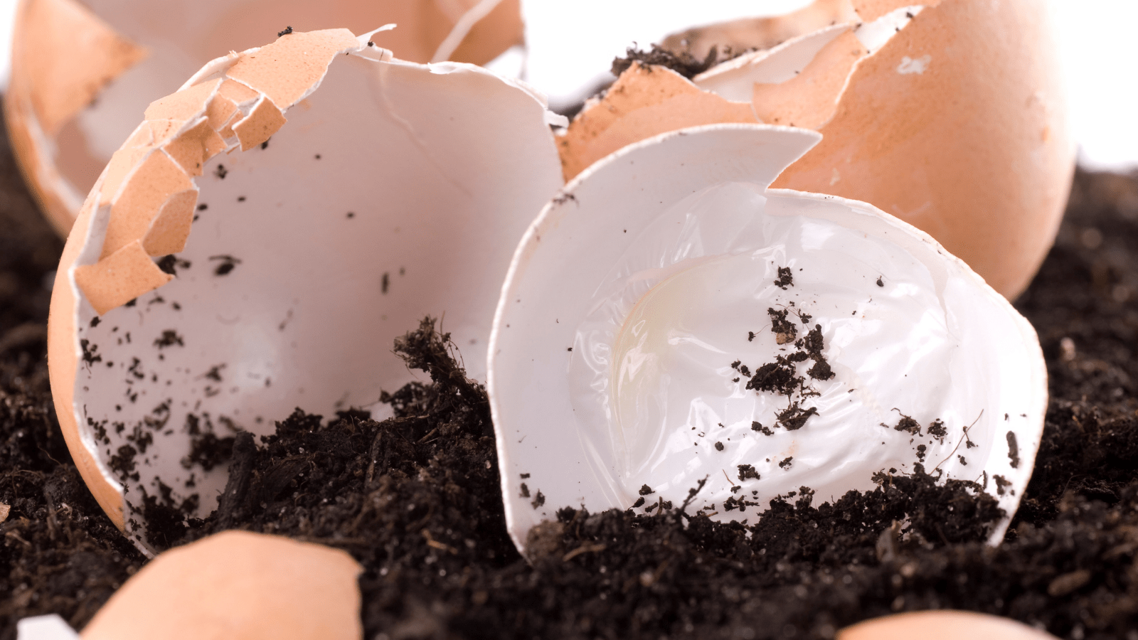 Egg shells can be composted. Dry, ground-up egg shells are a great addition to your vermicomposting bin.
