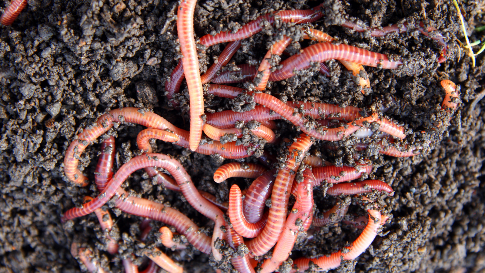 Red wiggler worms are great composting worms. Their castings are sometimes referred to as black gold.