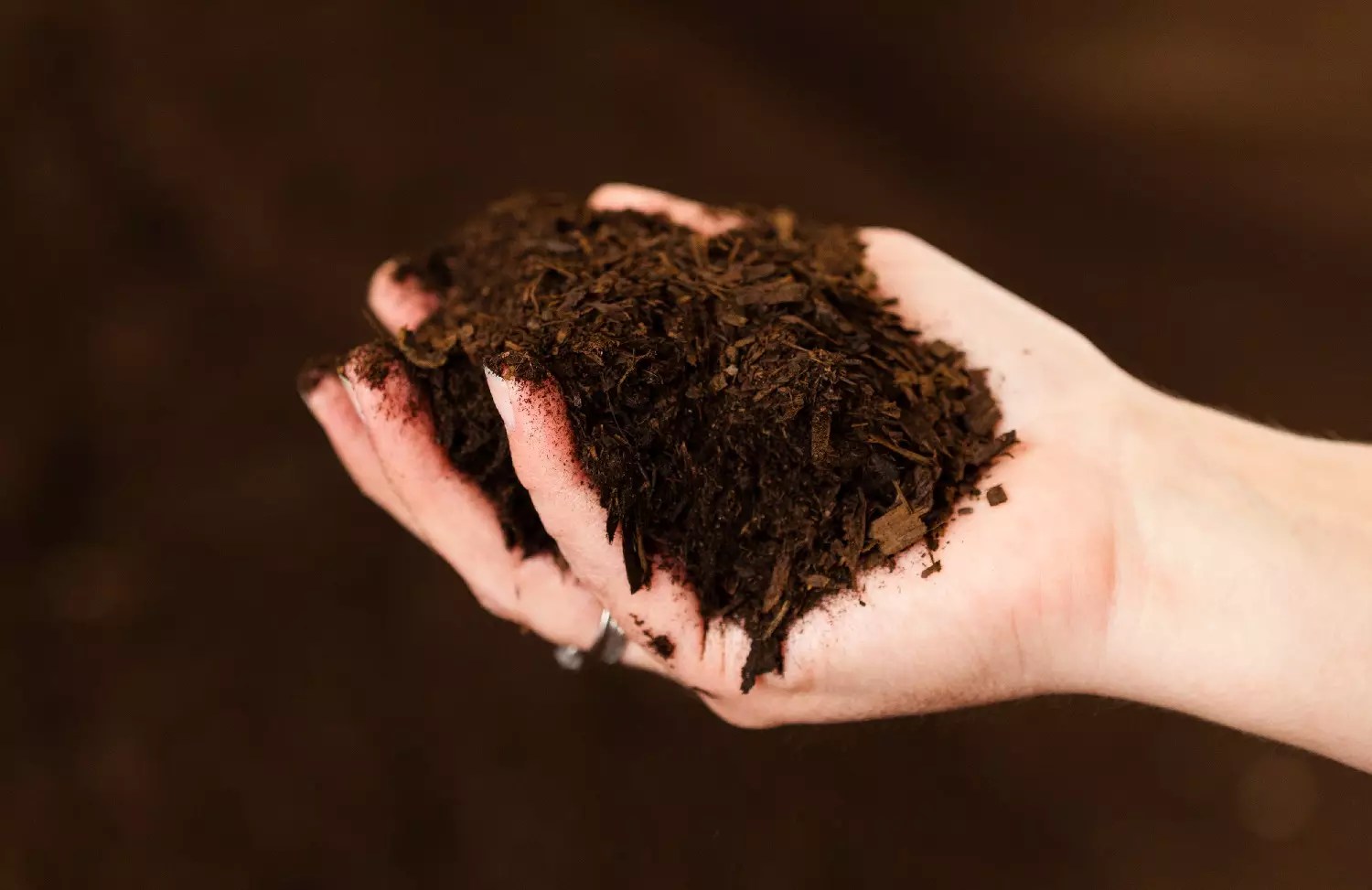 Manure vs. compost: what's the difference and which is better?