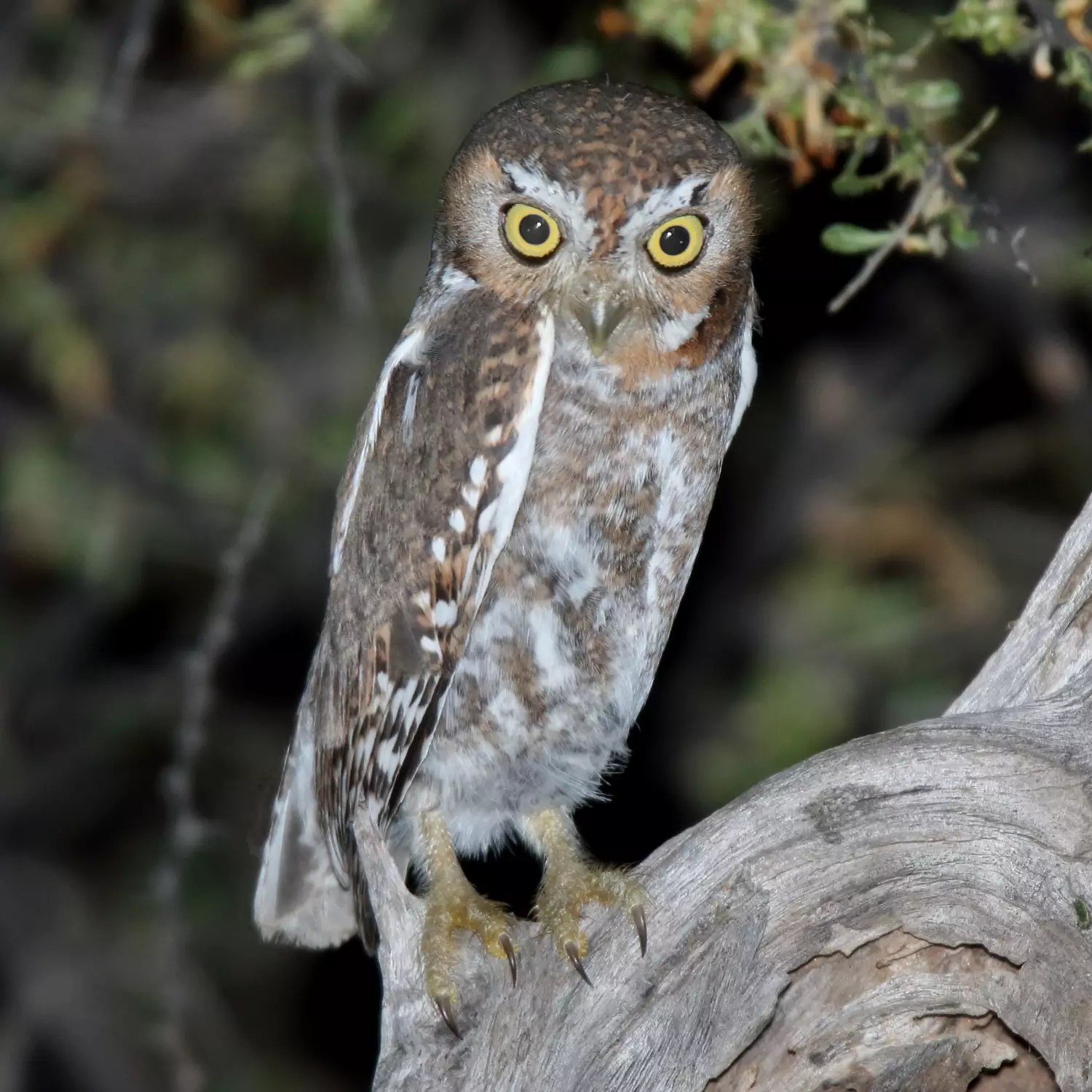 All 13 owls in arizona [with sounds & pictures]